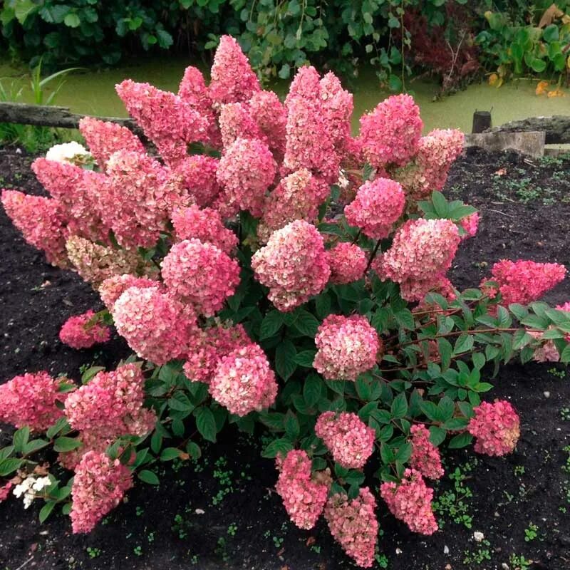 Sunday fraise гортензия метельчатая описание и фото Саженцы Гортензия метельчатая Sundae Fraise (Сандей Фрайз)