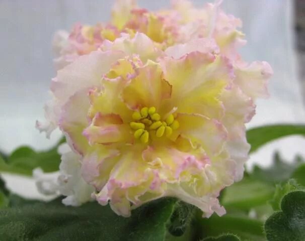 Sunkissed rose фиалка фото Детка фиалки Sunkissed Rose (LLG/D. Herringshaw) Детки фиалок стандартных. Декор