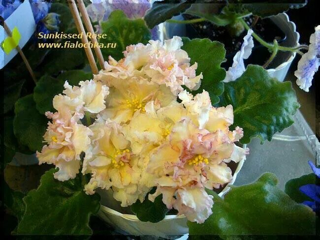 Sunkissed rose фиалка фото Фиалка "Sunkissed rose" - купить в Астрахани, цена 250 руб., продано 31 января 2