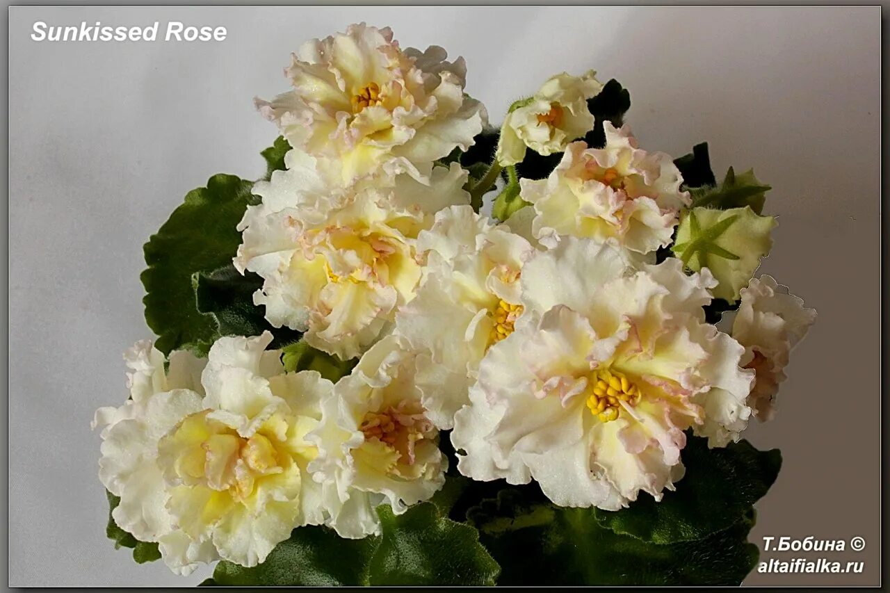 Sunkissed rose фиалка фото Фиалка санкиссед розе фото и описание - Onnyx.ru