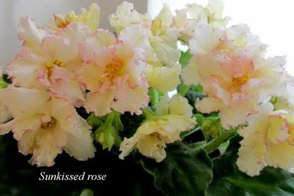 Sunkissed rose фиалка фото Сенполия Sunkissed Rose (LLG/D.Herringshaw) Фиалки, Сенполия, Цветение
