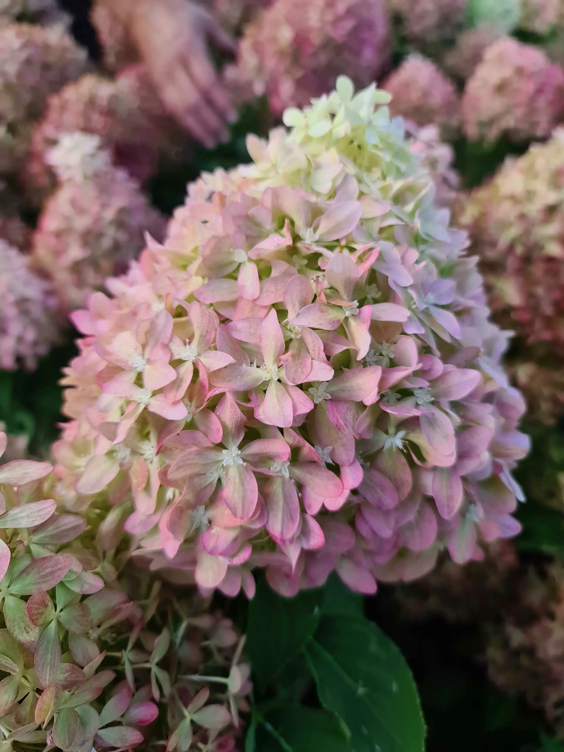 Sunlight гортензия метельчатая описание и фото Гортензия метельчатая Пиксио Hydrangea paniculata Pixio C2 Долина Роз. Садовый ц