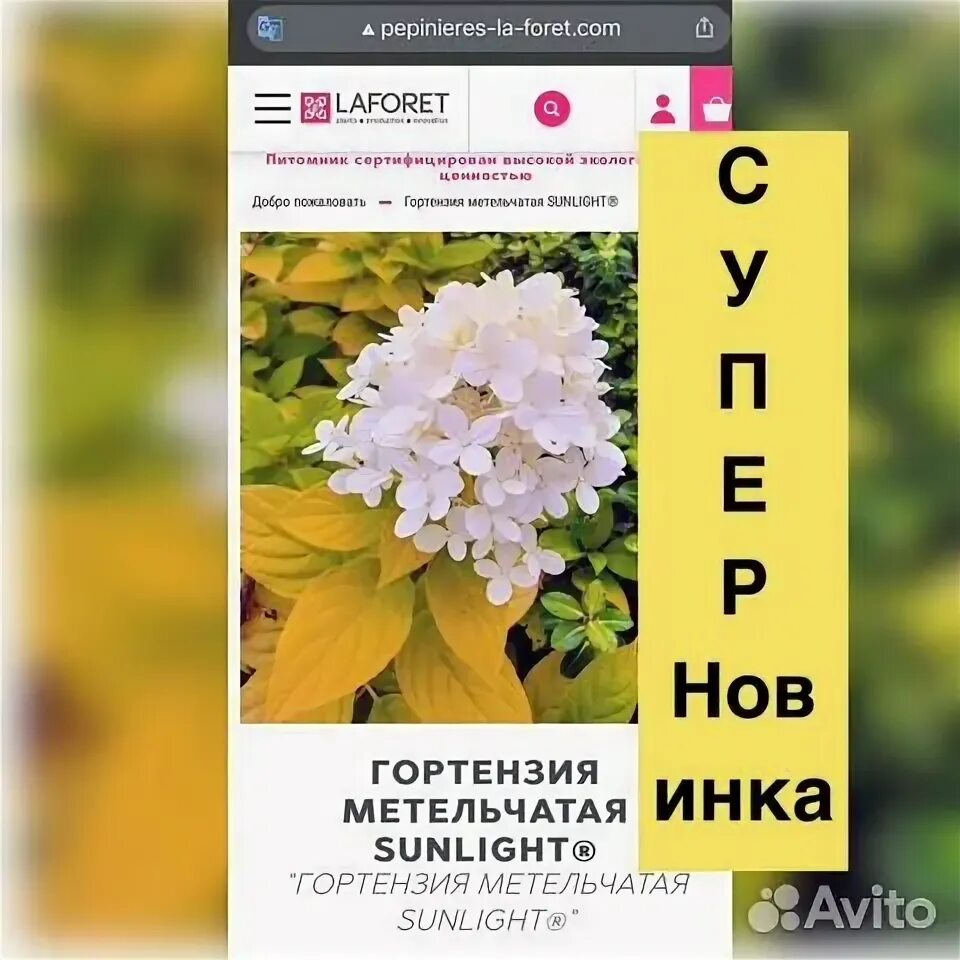 Sunlight гортензия метельчатая описание и фото Гортензия метельчатая Санлайт Sunlight купить в Москве Товары для дома и дачи Ав