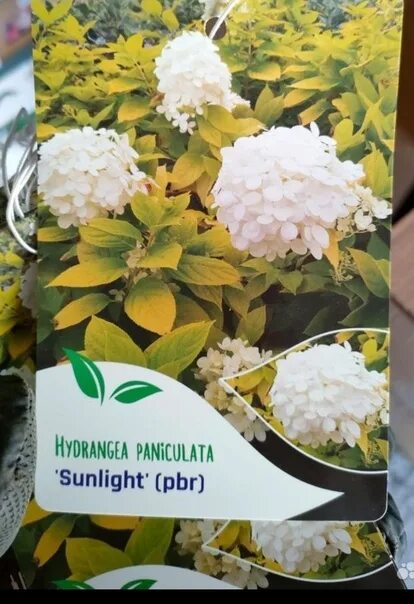 Sunlight гортензия метельчатая описание и фото Продажа супер новинок метельчатых гортензий! Сорта Саммер бриз, Санлайт, Лемонла