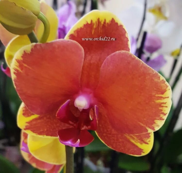 Surf song орхидея фаленопсис фото Орхидея Phalaenopsis Surf Song mutation (отцвел)