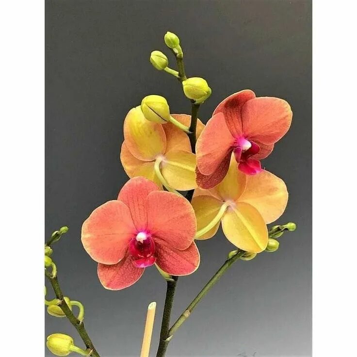 Surf song орхидея фаленопсис фото Pin on Orchids Orchid supplies, Orchid flower, Orchids