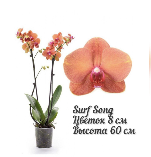 Surf song орхидея фаленопсис фото Фаленопсис 2,5-3,5 размеры - купить по выгодным ценам в интернет-магазине OZON