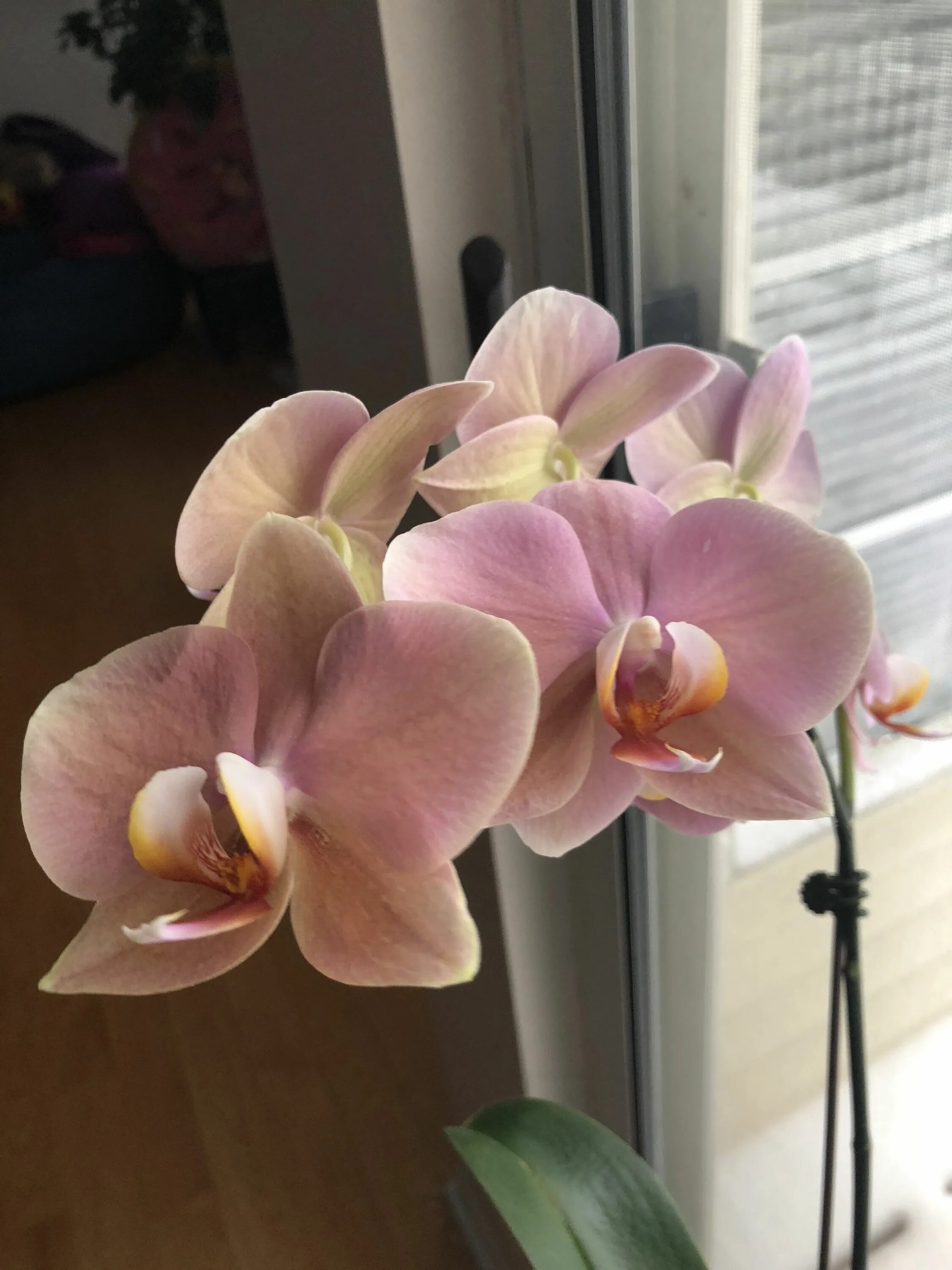 Surf song орхидея фаленопсис фото Phal. Yu Pin Easter Island x Phal. Surf Song OX1238 'OX1755'- acq. 12/2018 (gift