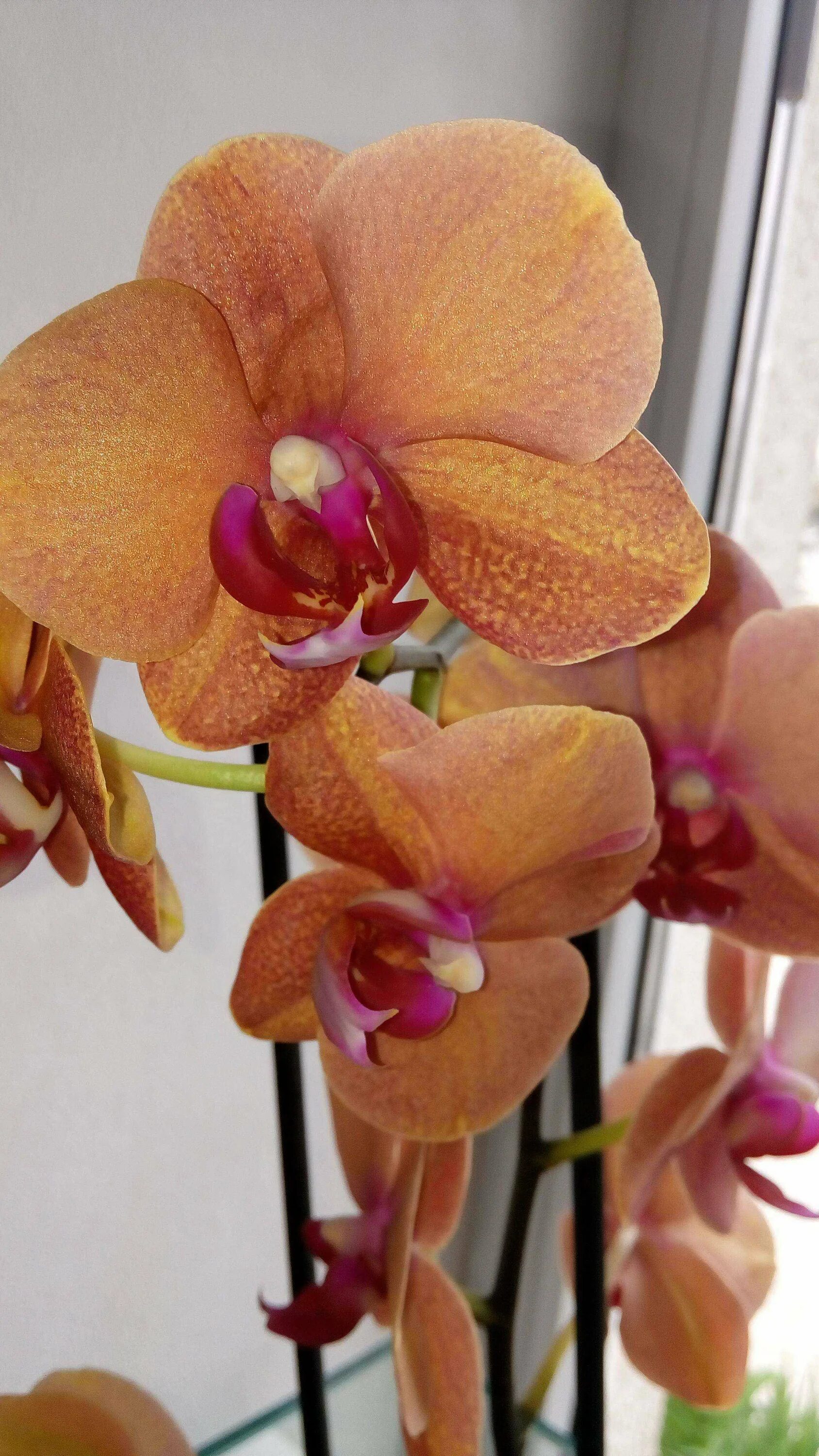 Surf song орхидея фаленопсис фото Орхидея сурф сонг фото Seamo.ru