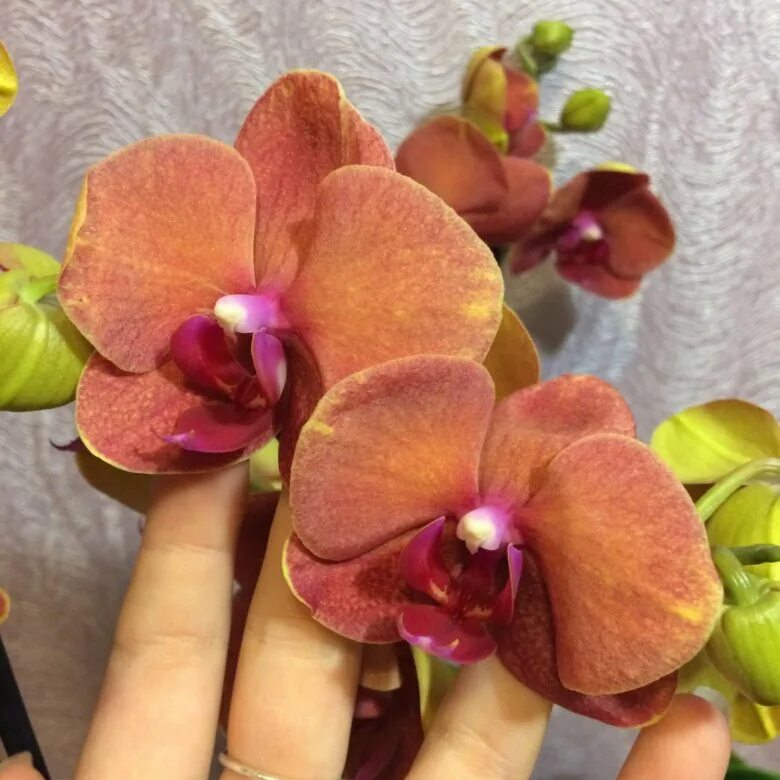 Surf song орхидея фаленопсис фото Орхидея фаленопсис Сурф Сонг - купить в Краснодаре, цена 650 руб., продано 20 ок