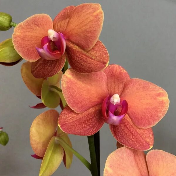 Surf song орхидея фаленопсис фото и описание Phalaenopsis SurfSong - Ορχιδέες, φροντίδα ορχιδέων