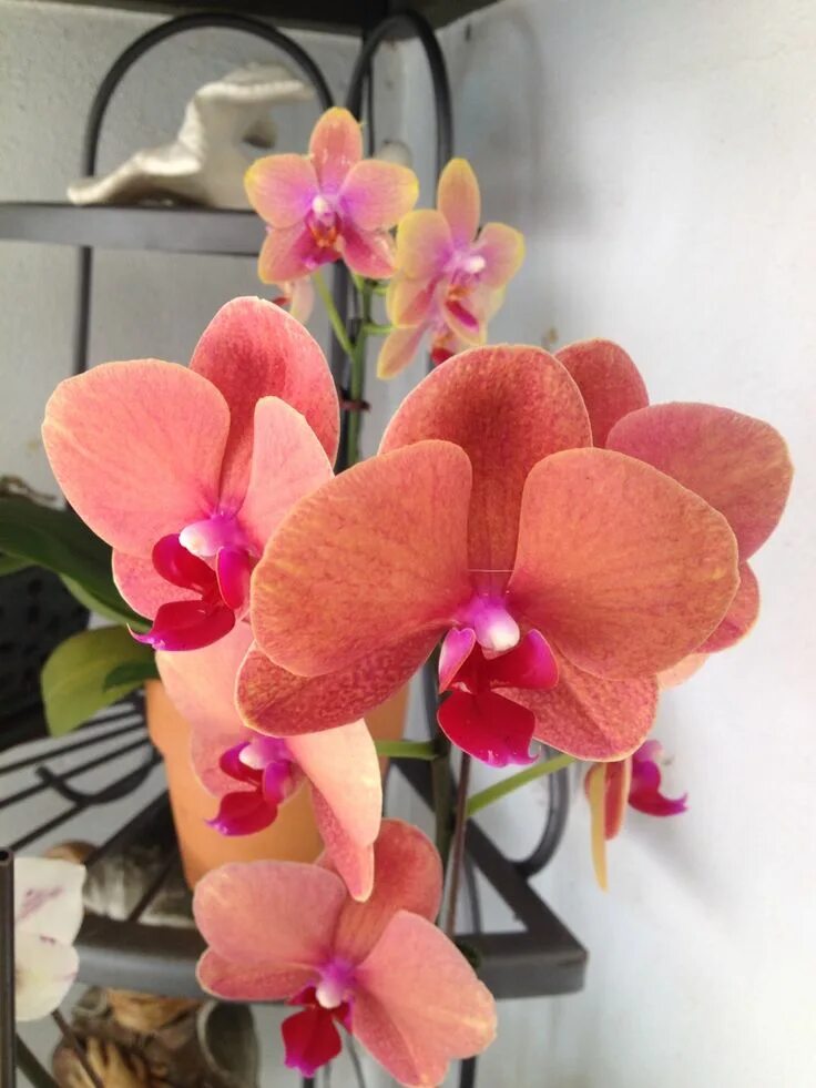 Surf song орхидея фаленопсис фото и описание 1/2015 Phal. Surf Song Orchids, Planting flowers, Flowers