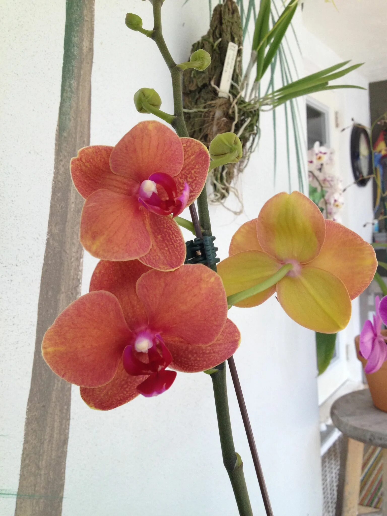 Surf song орхидея фаленопсис фото и описание Phalaenopsis Surf Song Nov. 2014 Orchids, Phalaenopsis, Plants