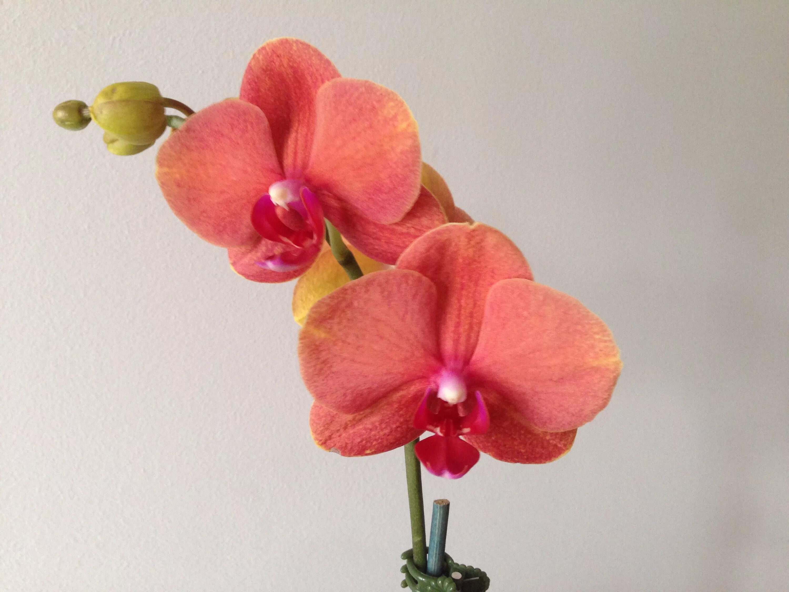 Surf song орхидея фаленопсис фото и описание Acquired - Phalaenopsis Surf Song 'Ox Gold Orange' AM/AOS