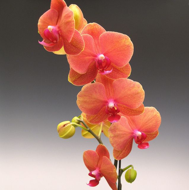 Surf song орхидея фаленопсис фото и описание orchids_Doritaenopsis Surf Song OX 004 Orchids, Orchid photo, Orchid flower