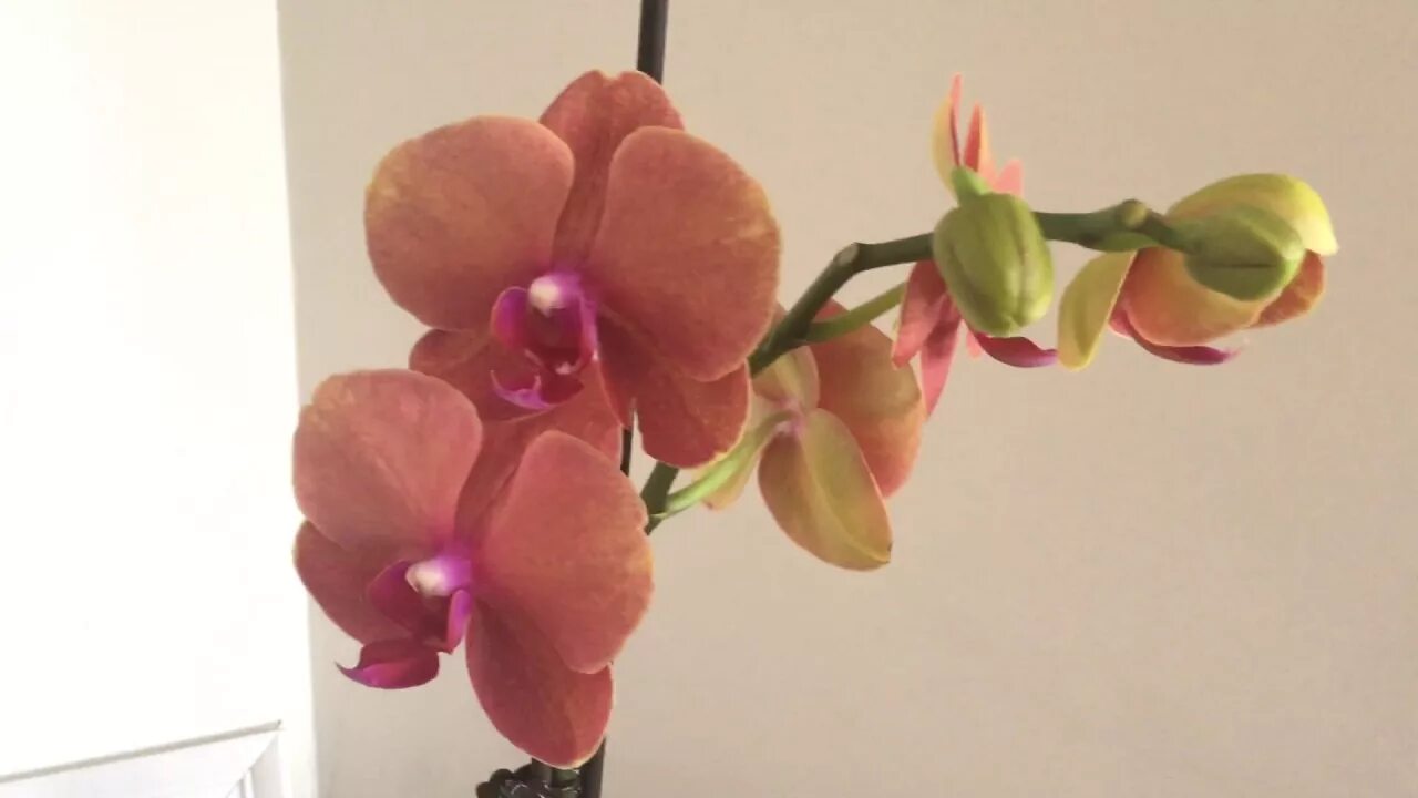 Surf song орхидея фаленопсис фото и описание Orchid Surf Song - YouTube