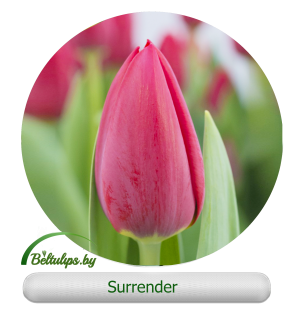 Surrender тюльпан фото и описание Surrender - beltulips
