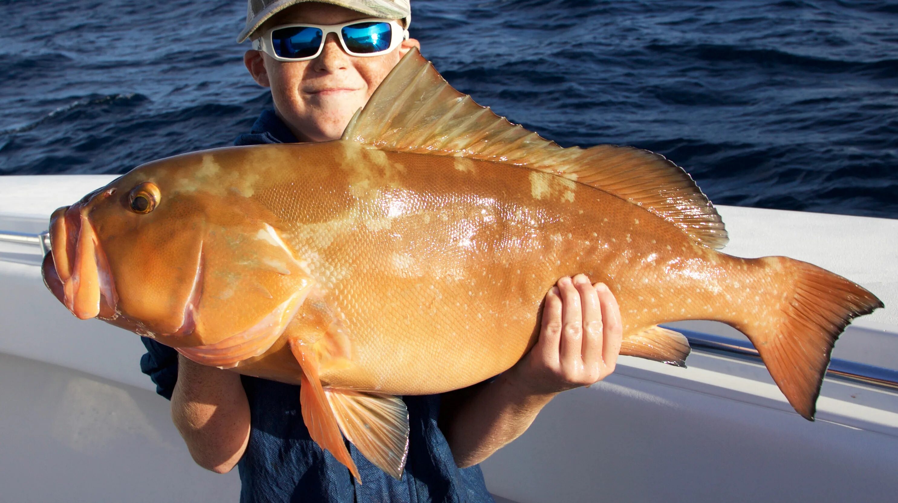 Telia bhola рыба фото и описание File:Red-grouper-epinephelus-morio.jpg - Wikimedia Commons