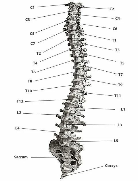 Th11 12 отдел позвоночника фото Your Spinal Column & Nervous System. Human anatomy chart, Spinal column, Body an