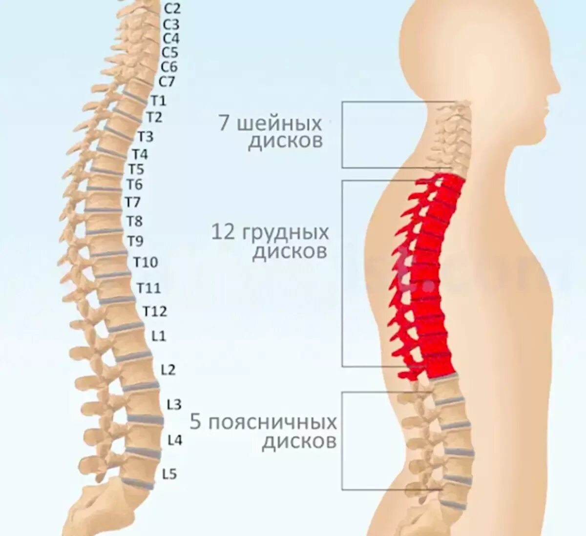 Th11 12 отдел позвоночника фото Діагностика по хребту: болі в спині вкажуть на проблеми з органами