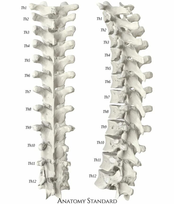 Th11 12 отдел позвоночника фото Thoracic part of the spine Thoracic vertebrae, Thoracic, Skeleton anatomy