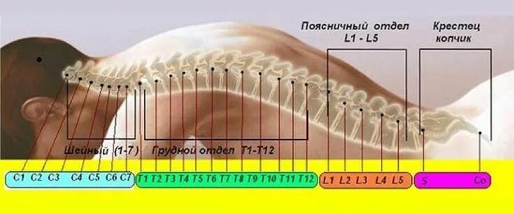 Th11 12 отдел позвоночника фото Позвоночник - главный энергетический канал. - Мистика, предсказания, психология 