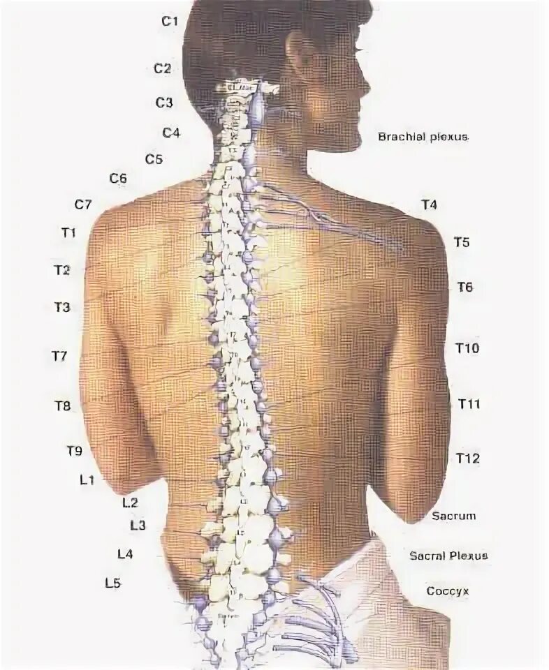 Th11 12 отдел позвоночника фото Our vertebrae