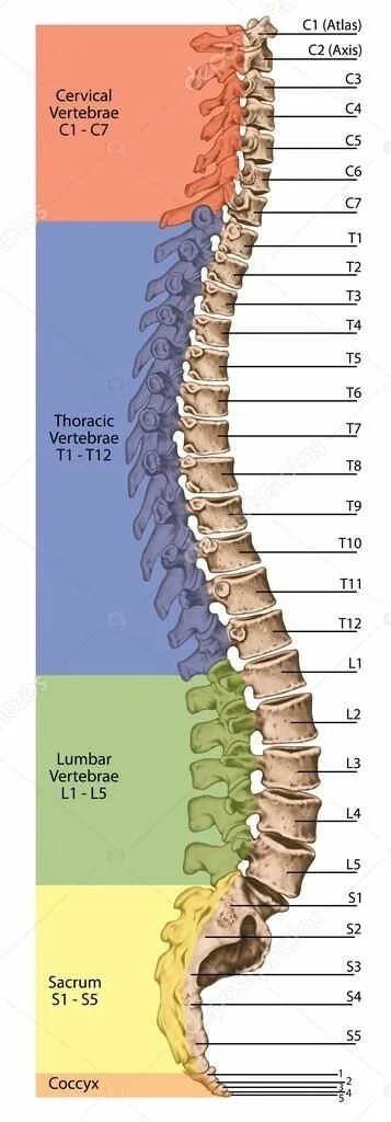 Th11 12 отдел позвоночника фото Didactic board, anatomy, human skeletal system, the skeleton, spine, the bony sp