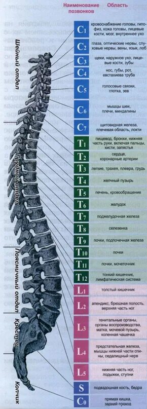 Th11 12 отдел позвоночника фото Соответствие позвонков внутренним органам 2013 МАССАЖ в Самаре ВКонтакте