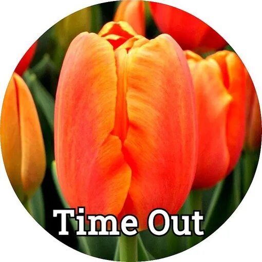 Time out тюльпан фото Time out тюльпан