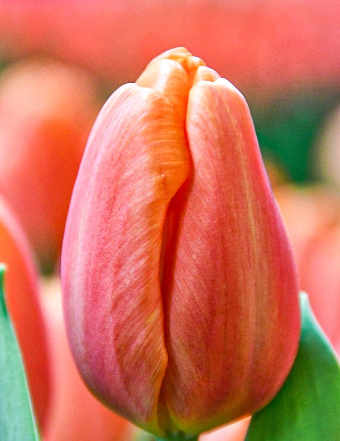 Time out тюльпан фото Time Out Tulips - Mayflower Studio