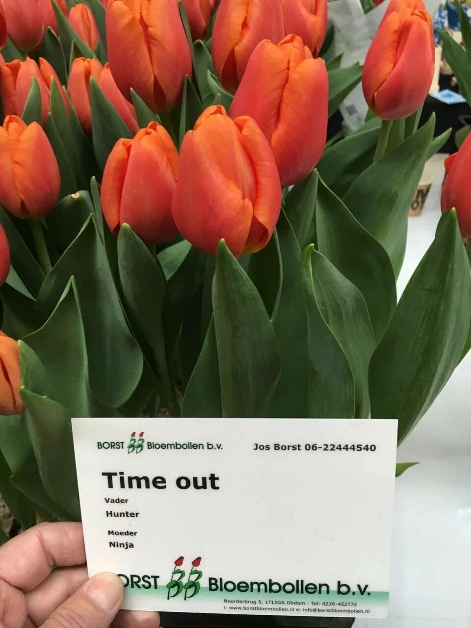 Time out тюльпан фото Тюльпан тайм аут Foto-Gadanie.ru
