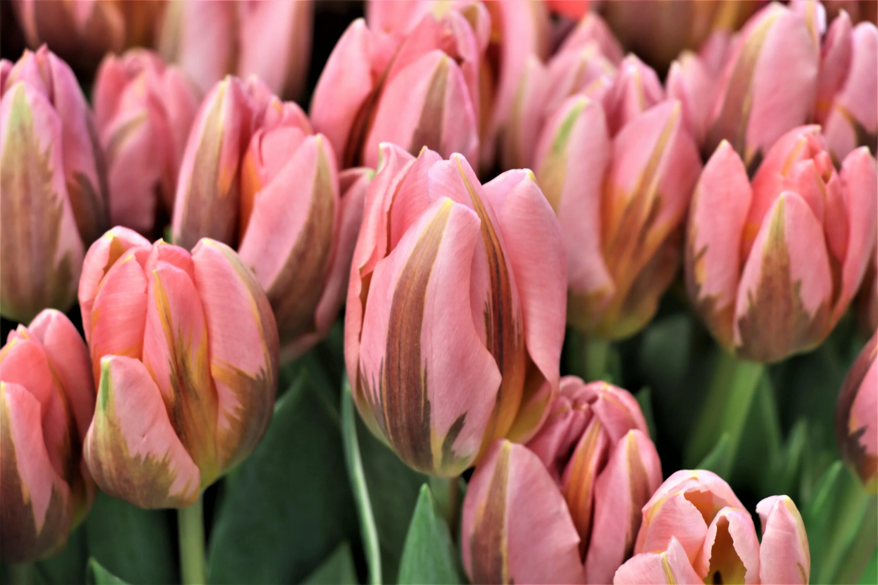 Time out тюльпан фото Wonderful Tulip Bouquet free image download