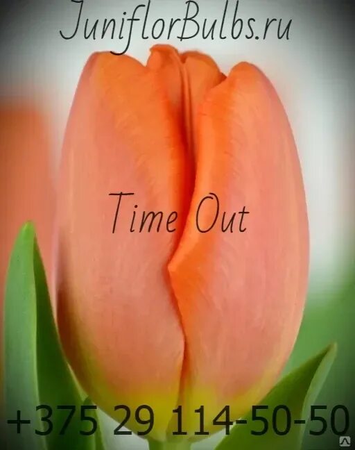 Time out тюльпан фото Луковицы тюльпанов сорт Time Out 12\+ купить оптом за 0.18 euro/шт. в Санкт-Пете