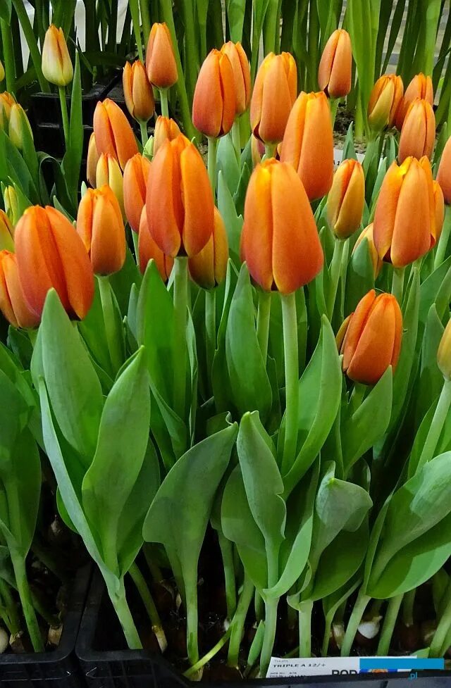 Time out тюльпан фото Z kraju tulipanów - Tulip Trade Event 2018 (cz. II), czyli ciąg dalszy przeglądu