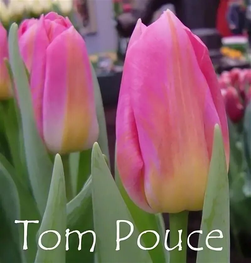 Tom pouce тюльпан фото и описание TULIPA