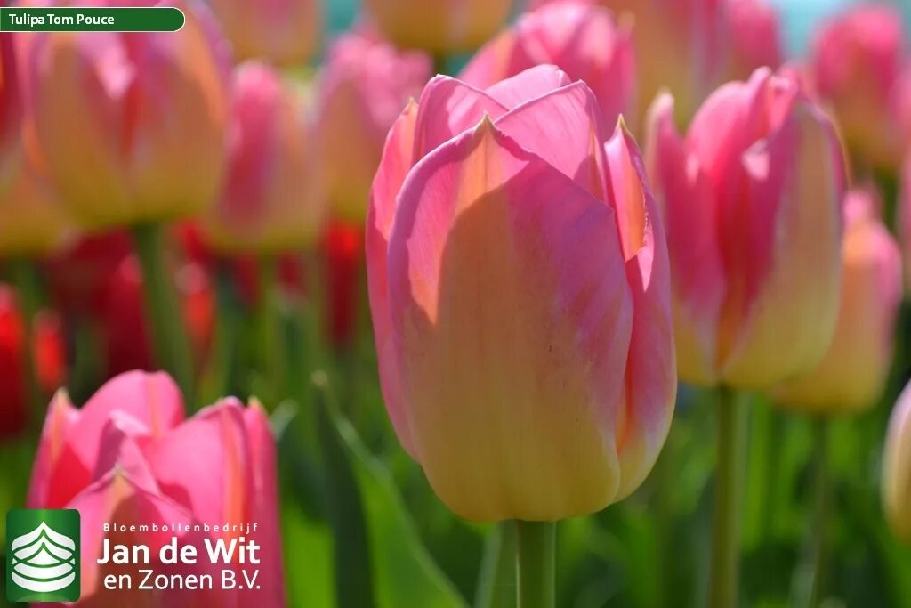 Tom pouce тюльпан фото и описание Test planting tulips Фото Jan de Wit en Zonen B.V.