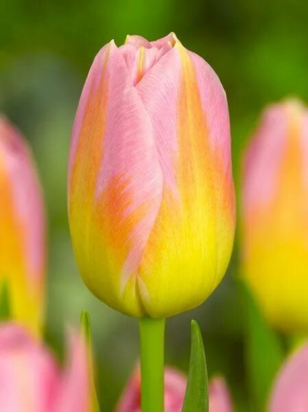 Tom pouce тюльпан фото и описание Tulip 'Tompouce' Tulip bulbs, Tulips, Flowers