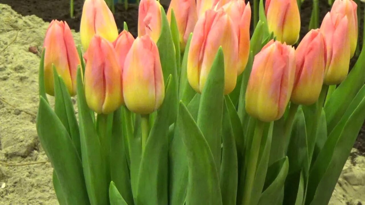 Tom pouce тюльпан фото и описание Tulip Tom Pouce - DutchGrown.com - YouTube