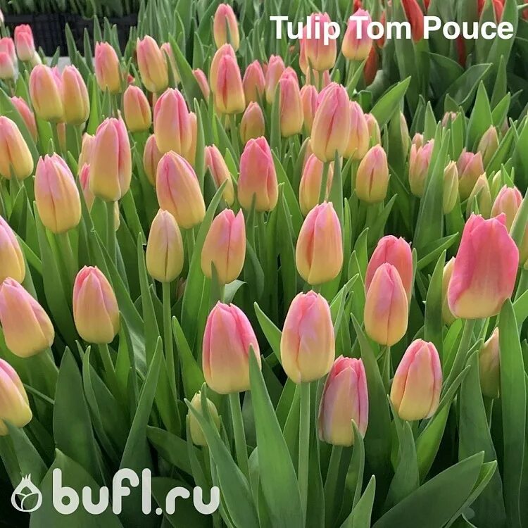 Tom pouce тюльпан фото и описание Tulip Tom Pouce авторское фото BUFL.RU
