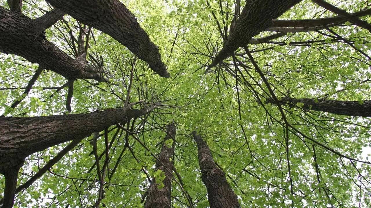 Tree to tree приморское ш 427е фото Постер на экокоже 50x70 LinxOne "Природа, пейзаж, натура, флора 9892 205" интерь