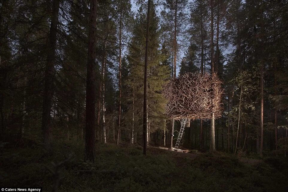 Tree to tree приморское ш 427е фото Branch out at the luxury Swedish hotel room designed like a bird's nest and only