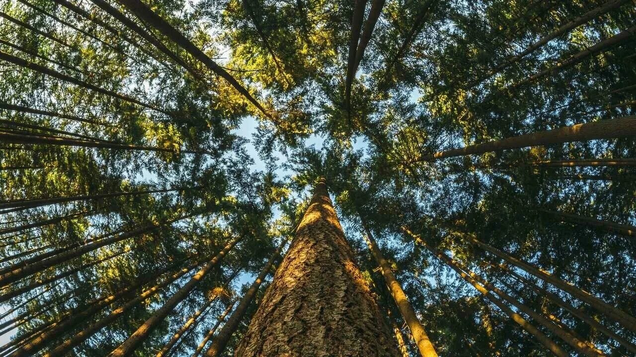 Tree to tree приморское ш 427е фото Картины и панно из дерева с материалом основы холст/дерево крона - купить по низ