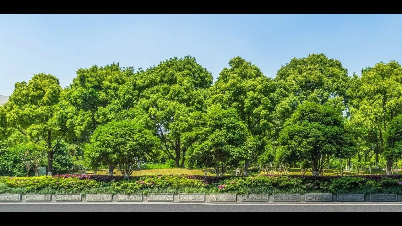 Tree to tree приморское ш 427е фото trees - YouTube