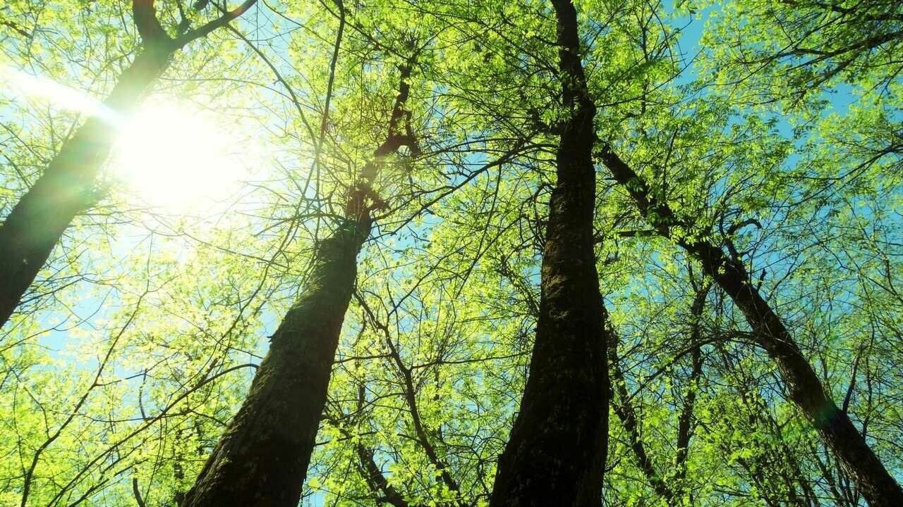 Tree to tree приморское ш 427е фото Картина на холсте 60x110 LinxOne "Деревья" интерьерная для дома / на стену / на 