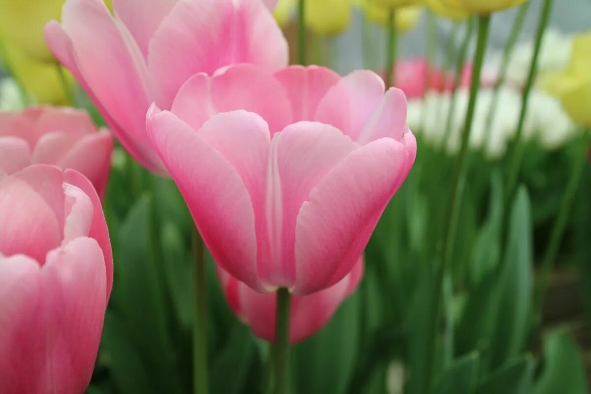 Tresor тюльпан фото Tulip 'Tresor' Tulips, Flowers, Rose