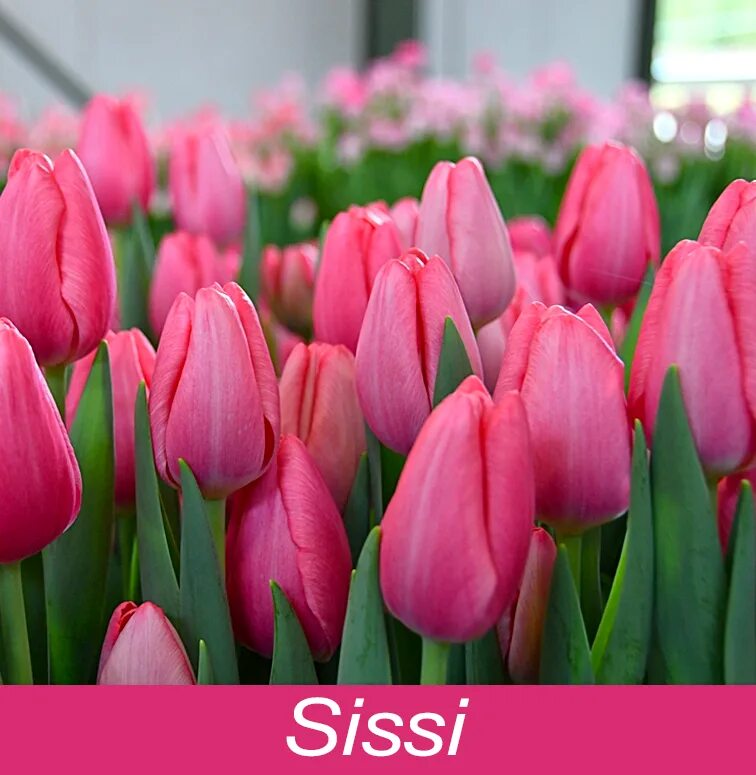 Tresor тюльпан фото Тюльпан Sissi (Сиси), оптом, к 8 марта, розовый