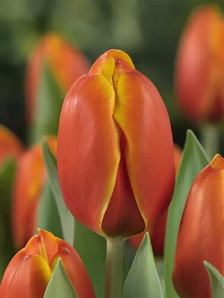 Triple a тюльпан фото Blooming Life / Тюльпан дарвинов гибрид Трипл А -20% Тюльпаны по 10шт без цветно
