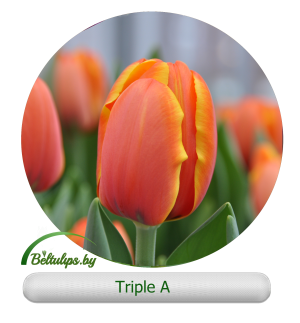 Triple a тюльпан фото Купить тюльпаны оптом Triple A в Минске beltulips