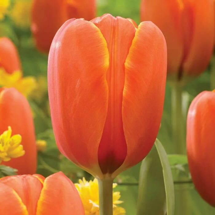 Triple a тюльпан фото Triple A Tulip #veseysseeds #veseys #flower #tulip #garden #gardening #PEI Tulip